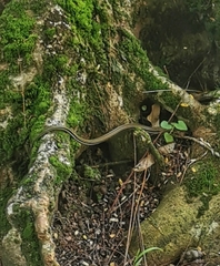 Xenochrophis vittatus