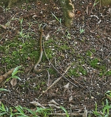 Xenochrophis vittatus