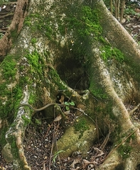 Xenochrophis vittatus