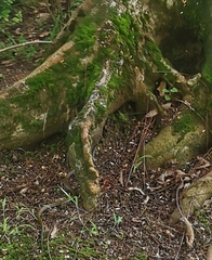 Xenochrophis vittatus