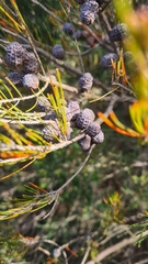 Allocasuarina nana