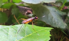 Mimegralla splendens