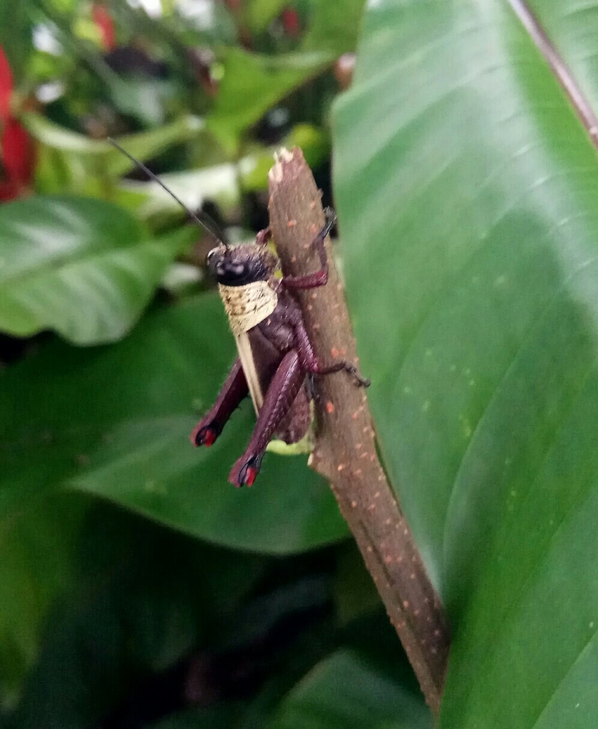 Bibracte