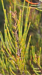 Allocasuarina nana