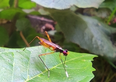 Mimegralla splendens