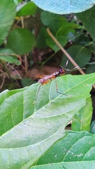 Mimegralla splendens