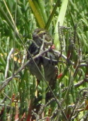 Passerculus sandwichensis beldingi