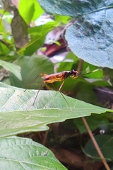 Mimegralla splendens