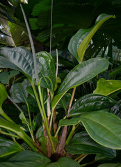 Anthurium ovatifolium