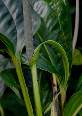 Anthurium ovatifolium