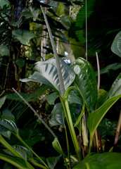 Anthurium ovatifolium