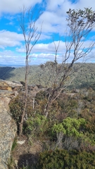 Eucalyptus stricta