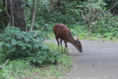 Cephalophorus natalensis