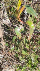Eucalyptus stricta