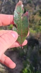 Eucalyptus stricta