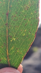 Eucalyptus stricta