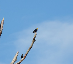 Ampeliceps coronatus