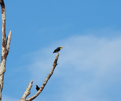 Ampeliceps coronatus