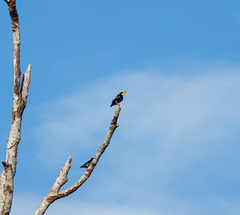 Ampeliceps coronatus