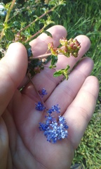 Ceanothus foliosus foliosus