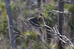 Egretta tricolor image