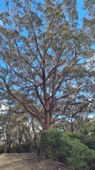 Eucalyptus blaxlandii