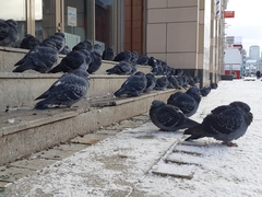 Columba livia domestica