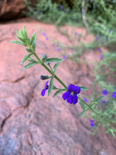 Stemodia viscosa
