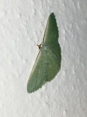 Phaiogramma faustinata