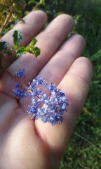 Ceanothus foliosus foliosus