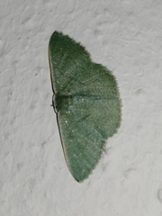 Phaiogramma faustinata