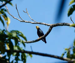 Ampeliceps coronatus