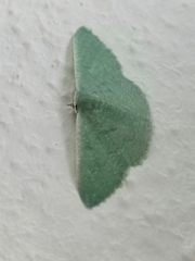 Phaiogramma faustinata