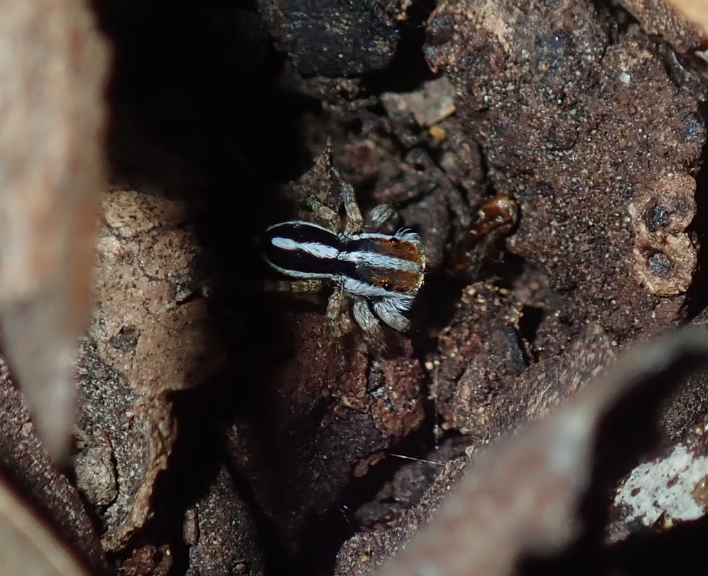 Euophryini from Parramatta South, New South Wales, Australia on