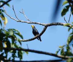 Ampeliceps coronatus