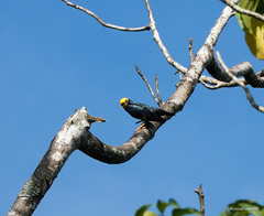 Ampeliceps coronatus