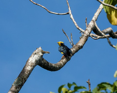 Ampeliceps coronatus