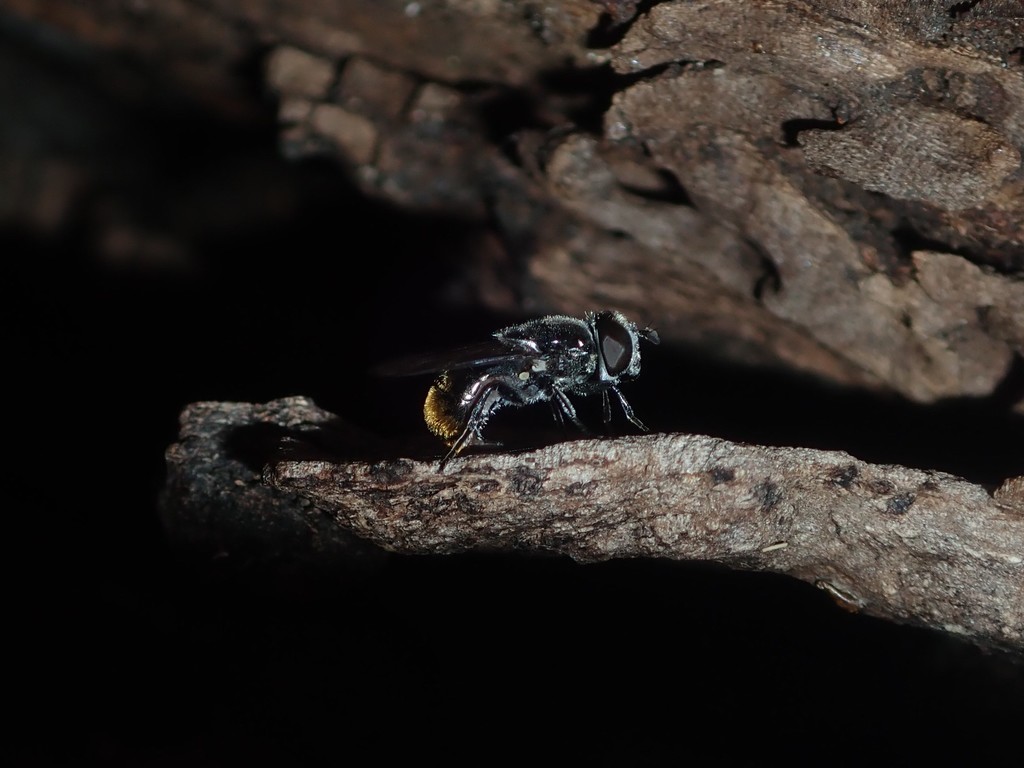 Psilota auricauda