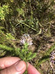 Aspalathus globulosa