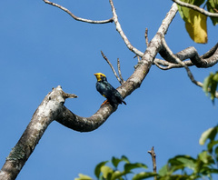 Ampeliceps coronatus