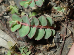 Euphorbia serpens
