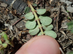 Euphorbia serpens