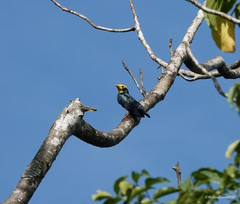 Ampeliceps coronatus