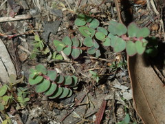 Euphorbia serpens