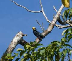 Ampeliceps coronatus