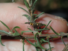 Chauliognathus sydneyanus