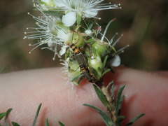 Chauliognathus sydneyanus