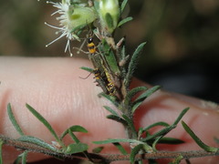 Chauliognathus sydneyanus