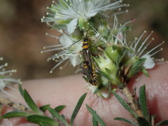 Chauliognathus sydneyanus
