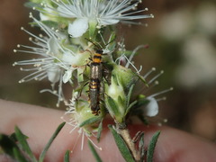 Chauliognathus sydneyanus